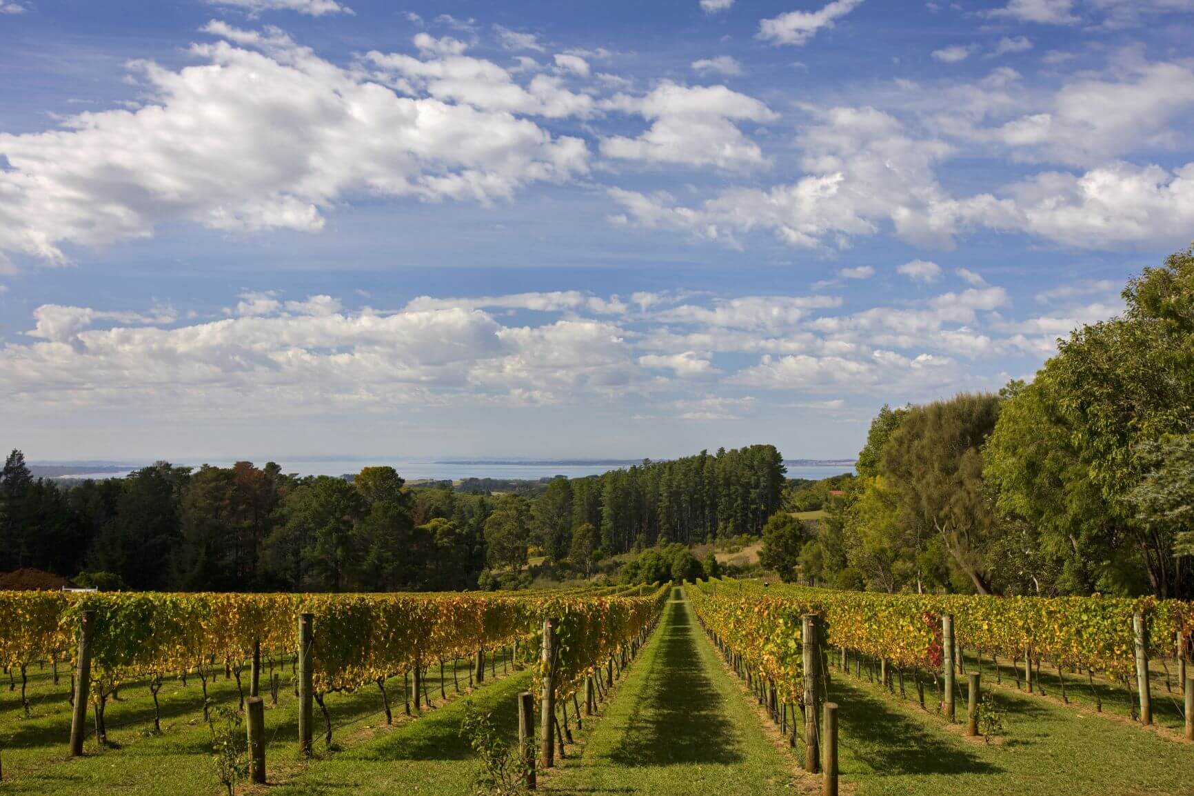 red hill wine tours melbourne
