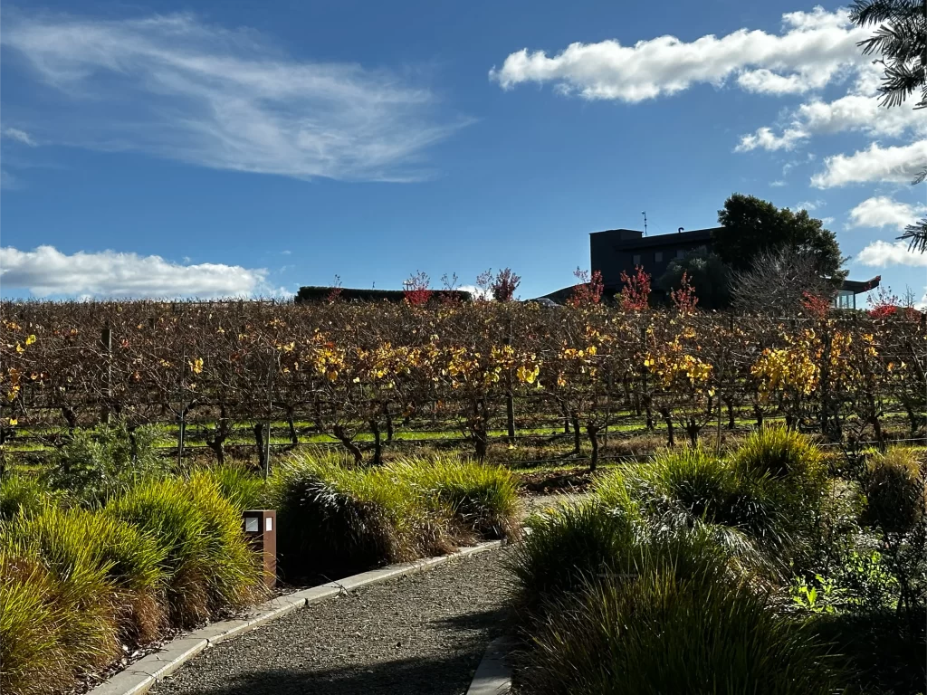 Yarra Valley wine tour - Helen's Hill Estate looking back toward their wedding venue Vines