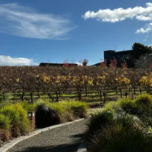 Yarra Valley wine tour - Helen's Hill Estate looking back toward their wedding venue Vines