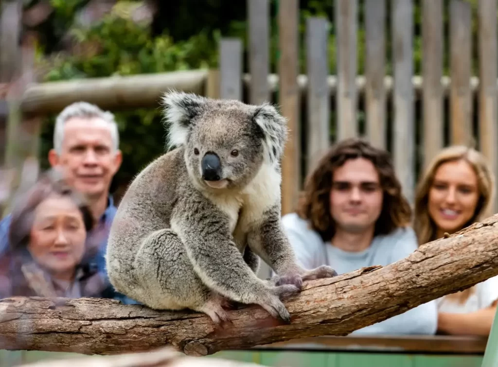 Wildlife and Wine Mornington Peninsula - Group looking at Koala at Moonlit Sanctuary