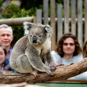 Wildlife and Wine Mornington Peninsula - Group looking at Koala at Moonlit Sanctuary