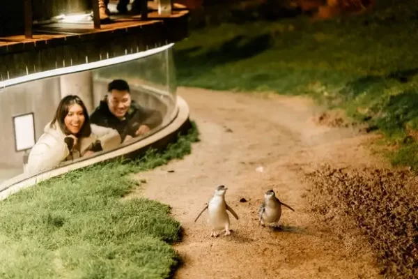 Phillip Island Tours - Couple enjoying underground viewing at the Penguin Parade