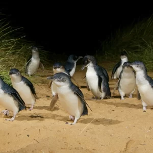 1 Day Phillip Island Penguin Parade Tour