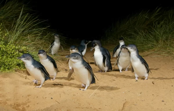 1 Day Phillip Island Penguin Parade Tour