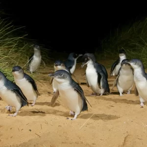 1 Day Phillip Island Penguin Parade Tour - penguins close up walking