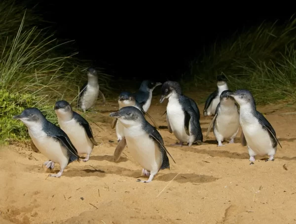 1 Day Phillip Island Penguin Parade Tour - penguins close up walking