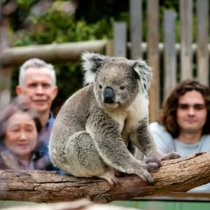 1 Day Phillip Island Penguin Parade Tour -koala enclosure Moonlit