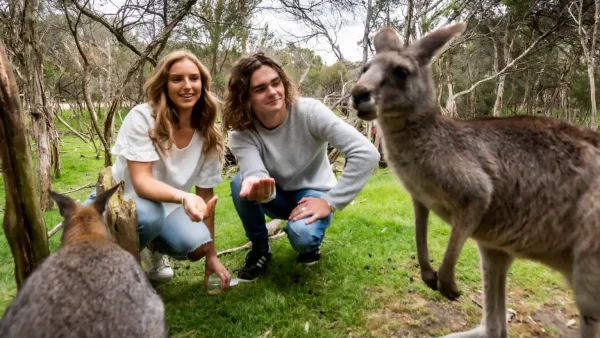 1 Day Phillip Island Penguin Parade Tour -young couple feeding roos landscape