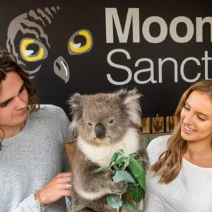 1 Day Phillip Island Penguin Parade Tour -young couple koala encounter