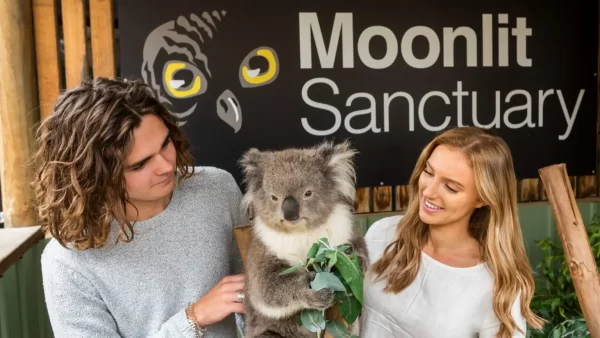 1 Day Phillip Island Penguin Parade Tour -young couple koala encounter