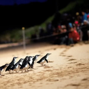 Melbourne to Phillip Island: Private Penguin Parade Evening Tour