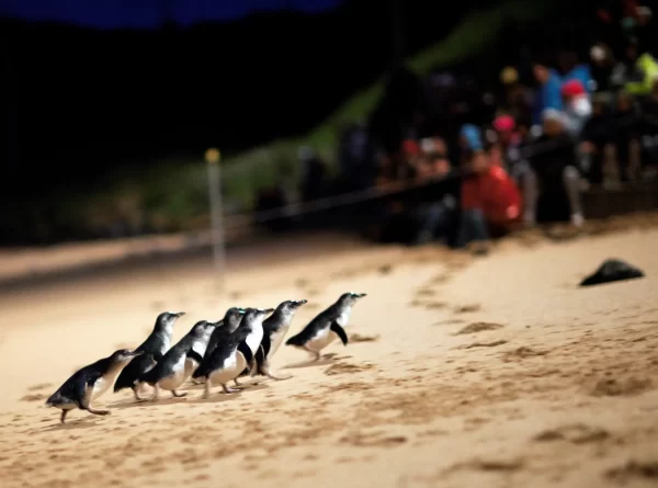 Melbourne to Phillip Island: Private Penguin Parade Evening Tour