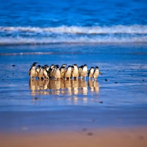 Phillip Island Tours - Penguins walking into shore