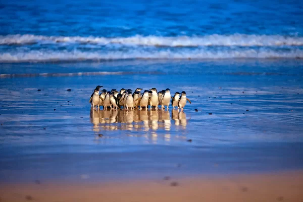 Phillip Island Tours - Penguins walking into shore