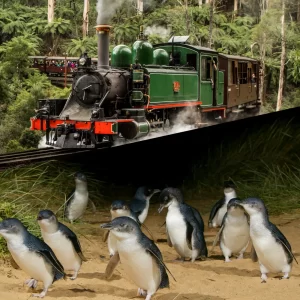 Puffing Billy and Penguins Tour