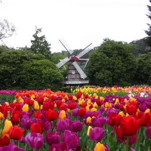 Tesselaar Tulip Festival Tour