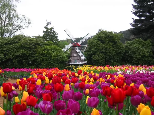 Tesselaar Tulip Festival Tour