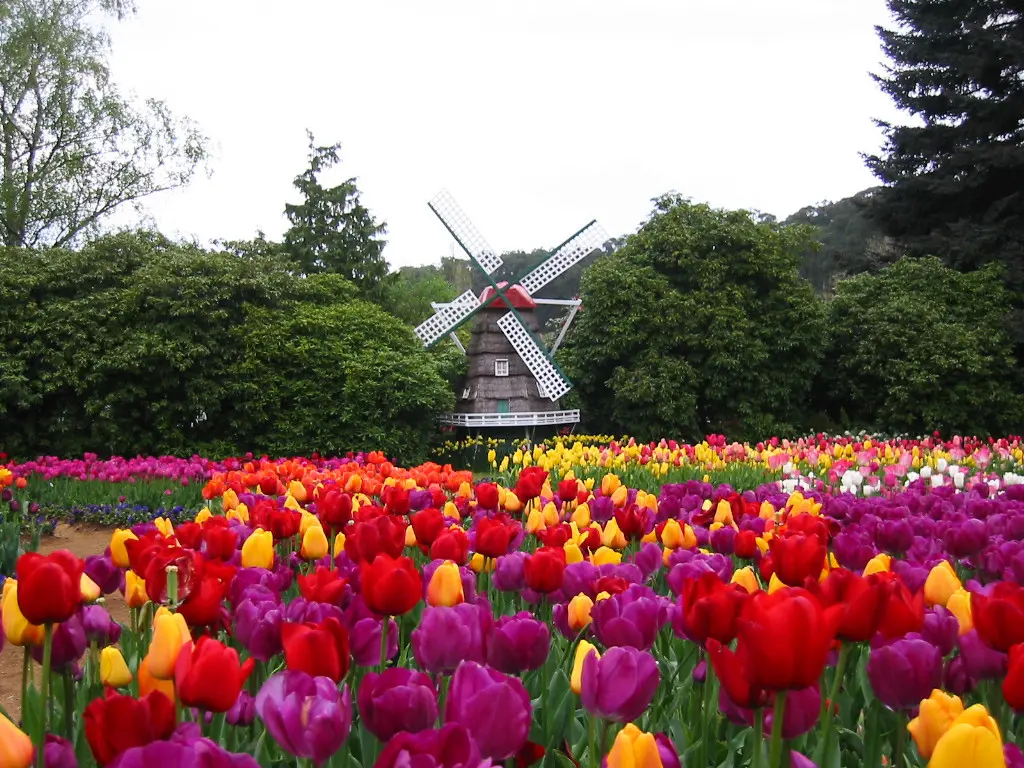 Tesselaar Tulip Festival Tour