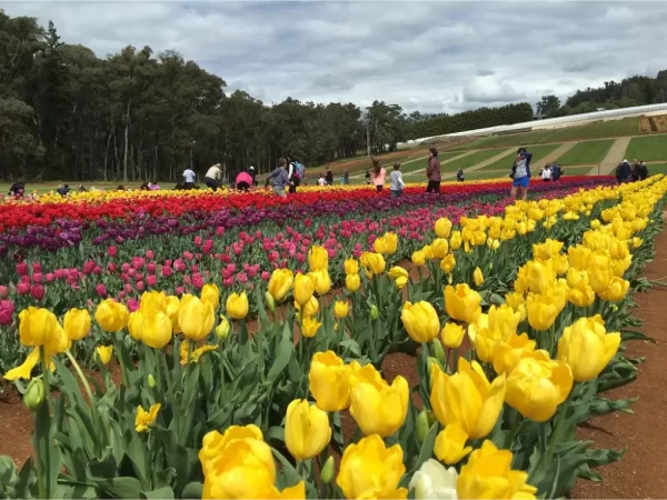 tulip farm 2