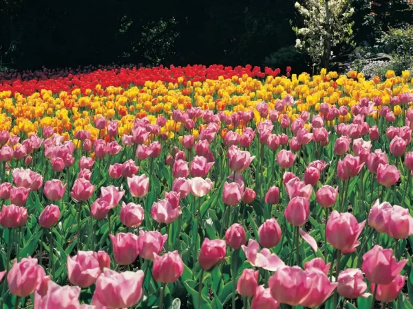 tulip farm