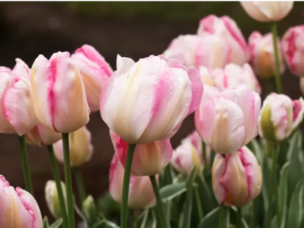 tulips pink 1024x768