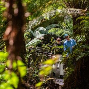 Great Ocean road tour - Maits Rest - rainforest walk