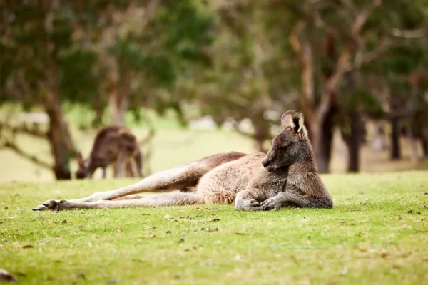 Wild kangaroo resting on grass Anglesea