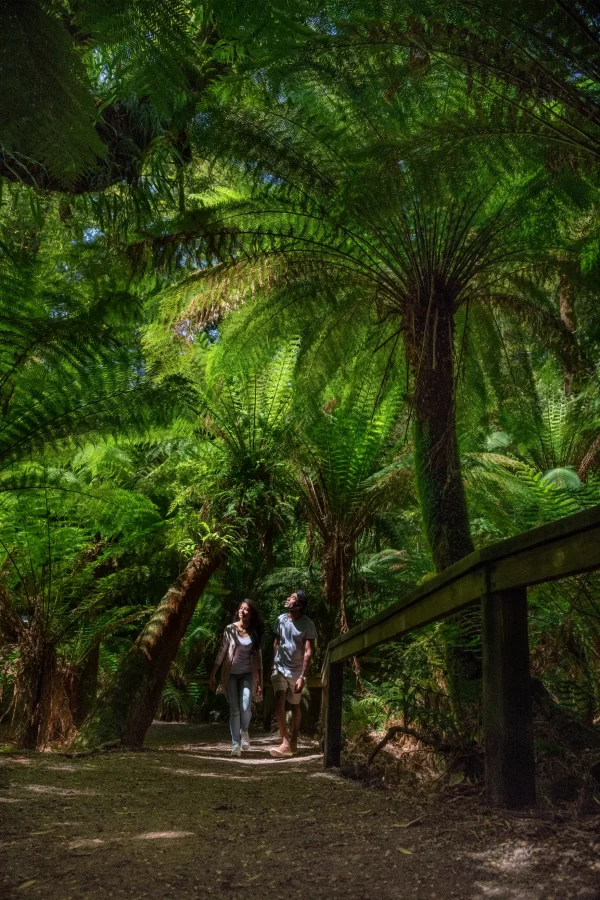 Couple walking through Otways rainforest under tree ferns