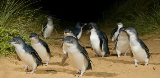 1 Day Phillip Island Penguin Parade Tour - penguins close up walking