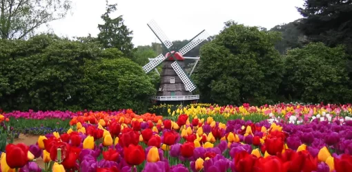 Tesselaar Tulip Festival Tour
