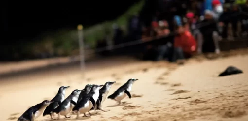 Melbourne to Phillip Island: Private Penguin Parade Evening Tour