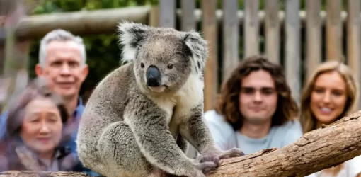 Wildlife and Wine Mornington Peninsula - Group looking at Koala at Moonlit Sanctuary